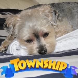 Meet your Posher, Dawn